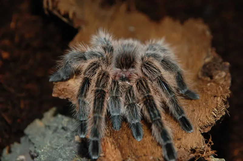 14934 chilean flame tarantula feeding