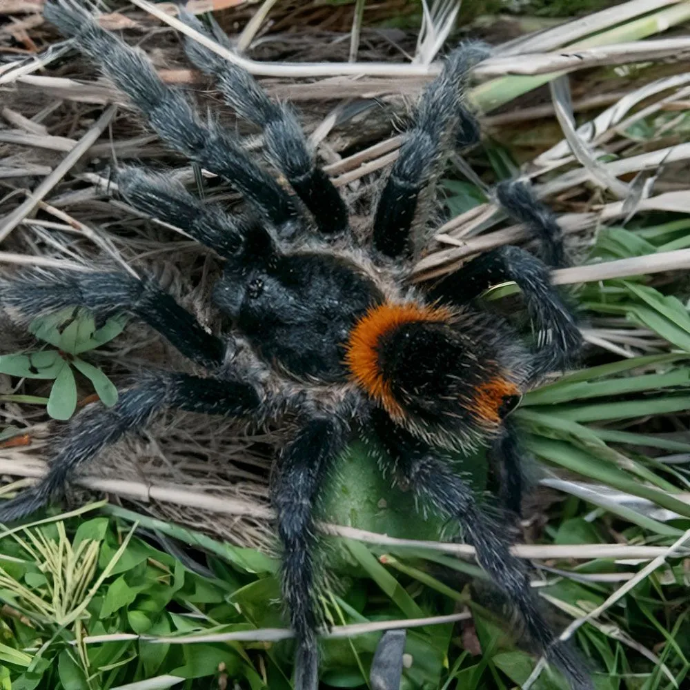 14934 chilean flame tarantula handling