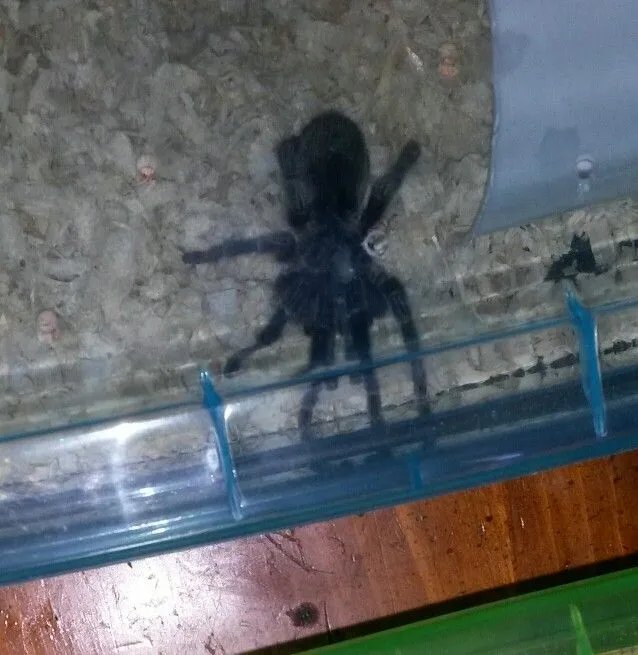 /img/14934-chilean-flame-tarantula-health.webp