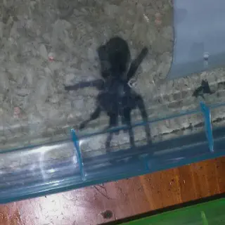 /img/14934-chilean-flame-tarantula-health.webp