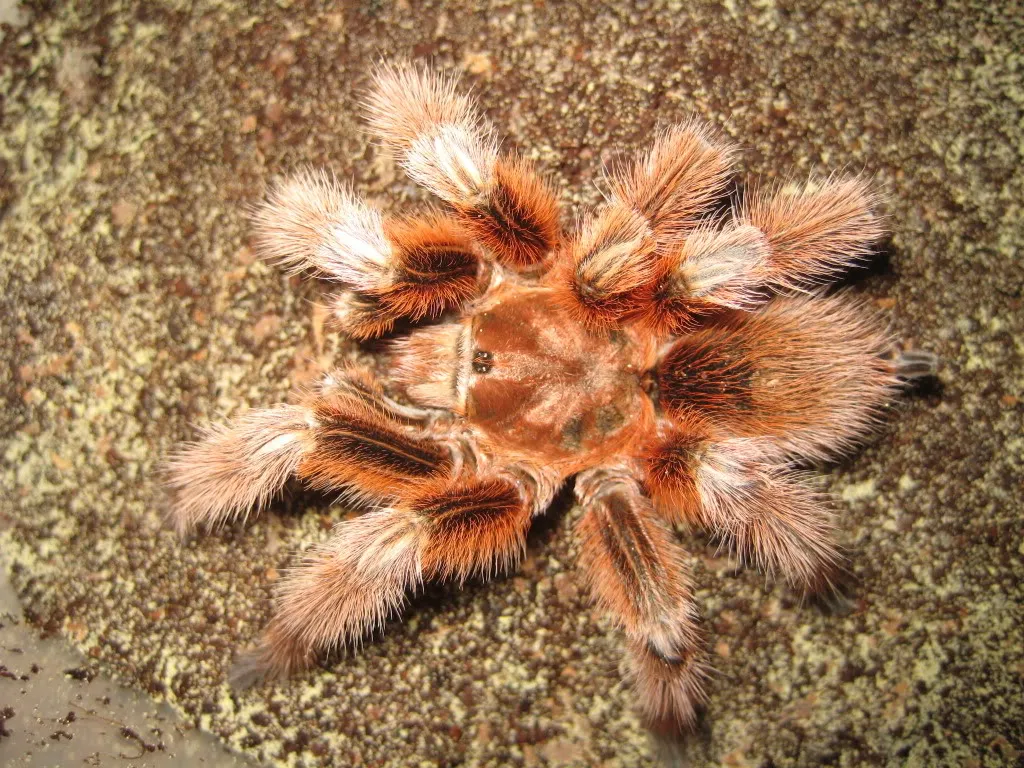 14934 chilean flame tarantula overview