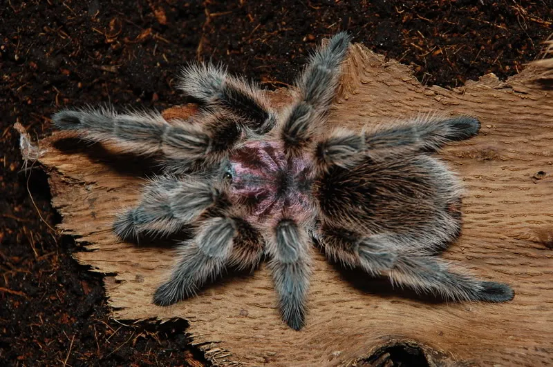 14934 chilean flame tarantula size