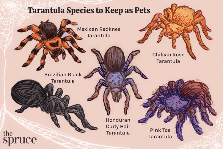14936 curly hair tarantula