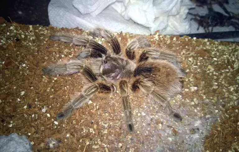 /img/14936-handling-tarantula.webp