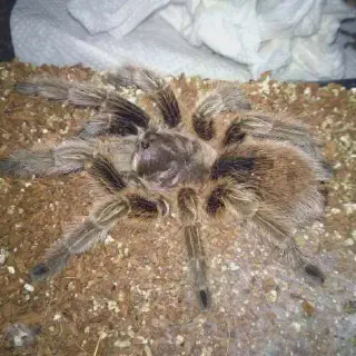 /img/14936-handling-tarantula.webp