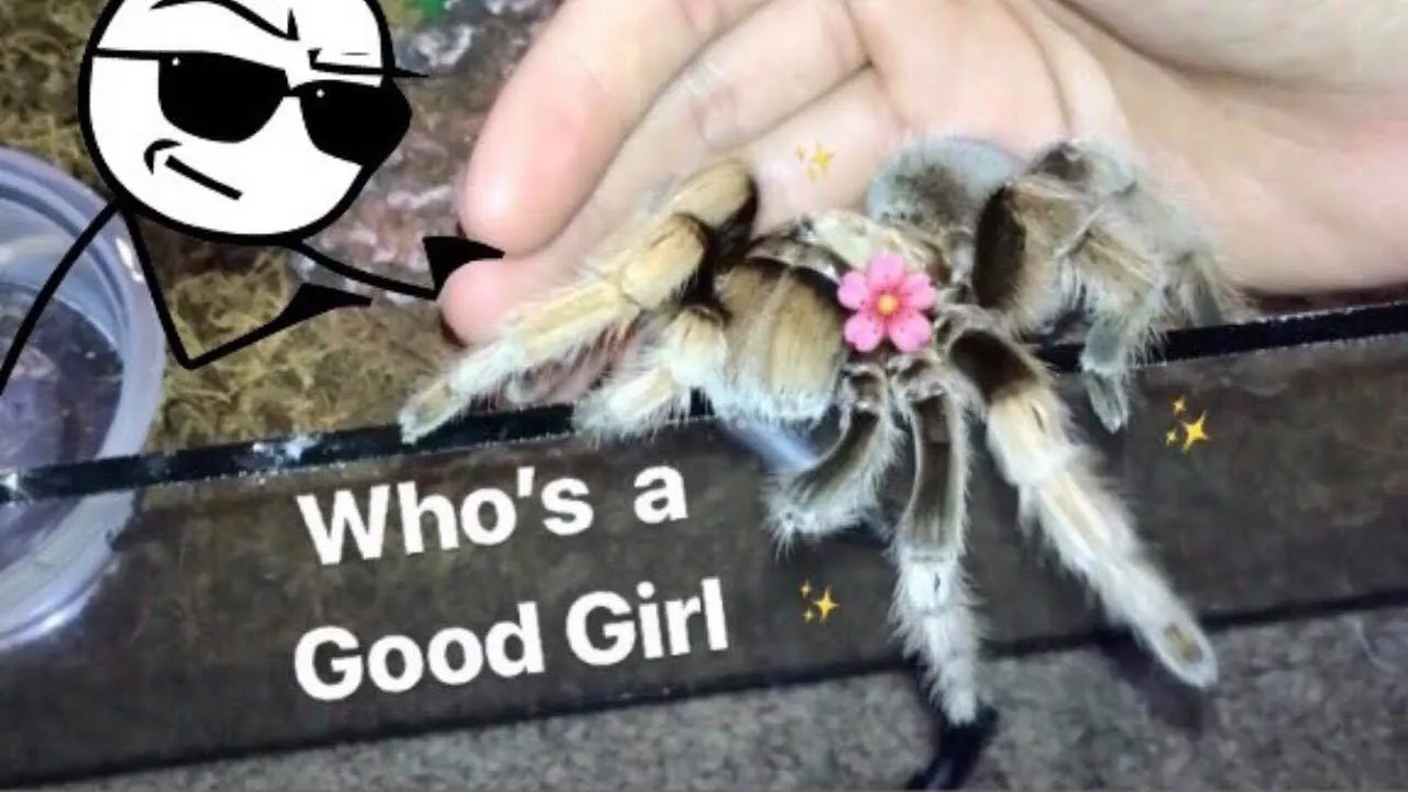 14936 mexican red knee tarantula