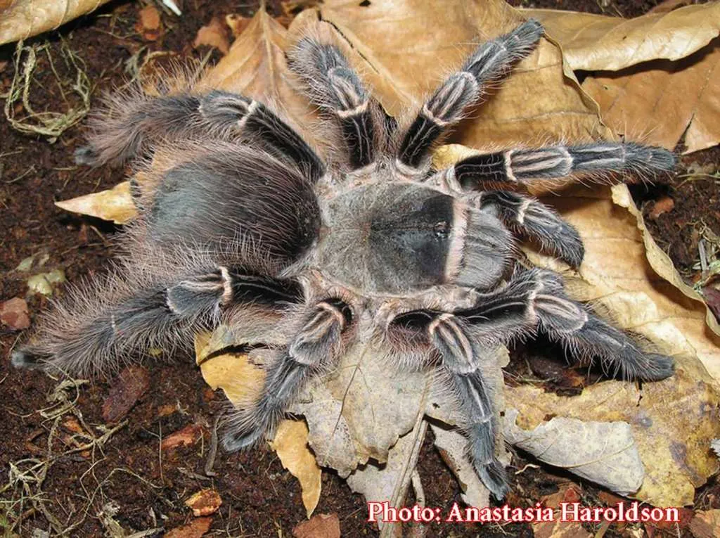 14936 tarantula feeding