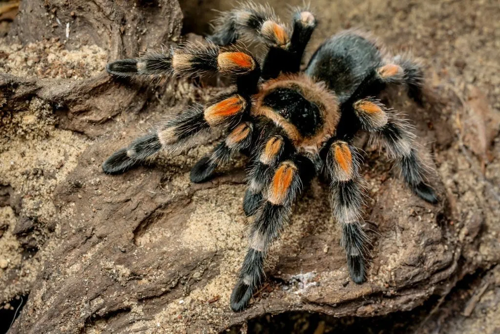 14936 tarantula habitat