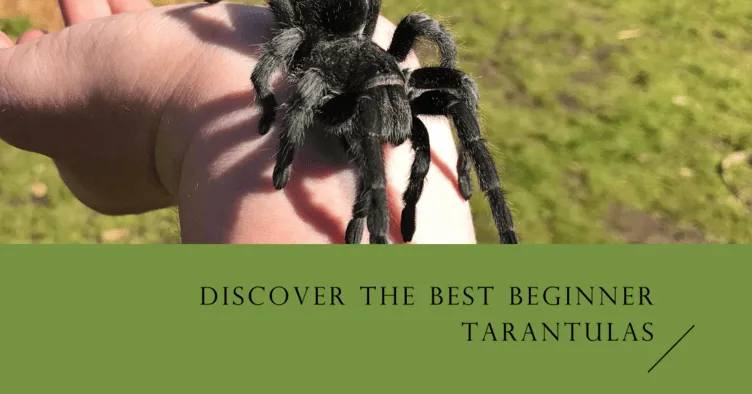 14936 trinidad olive tarantula