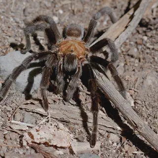 /img/14937-tarantula-molting.webp