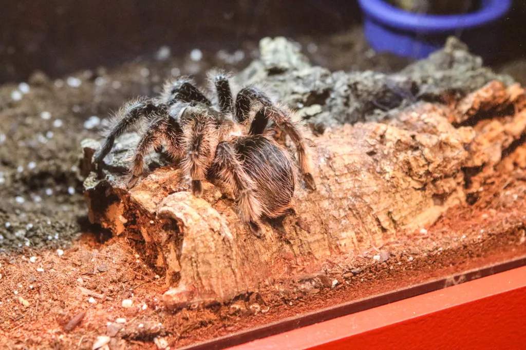 14937 tarantula surface