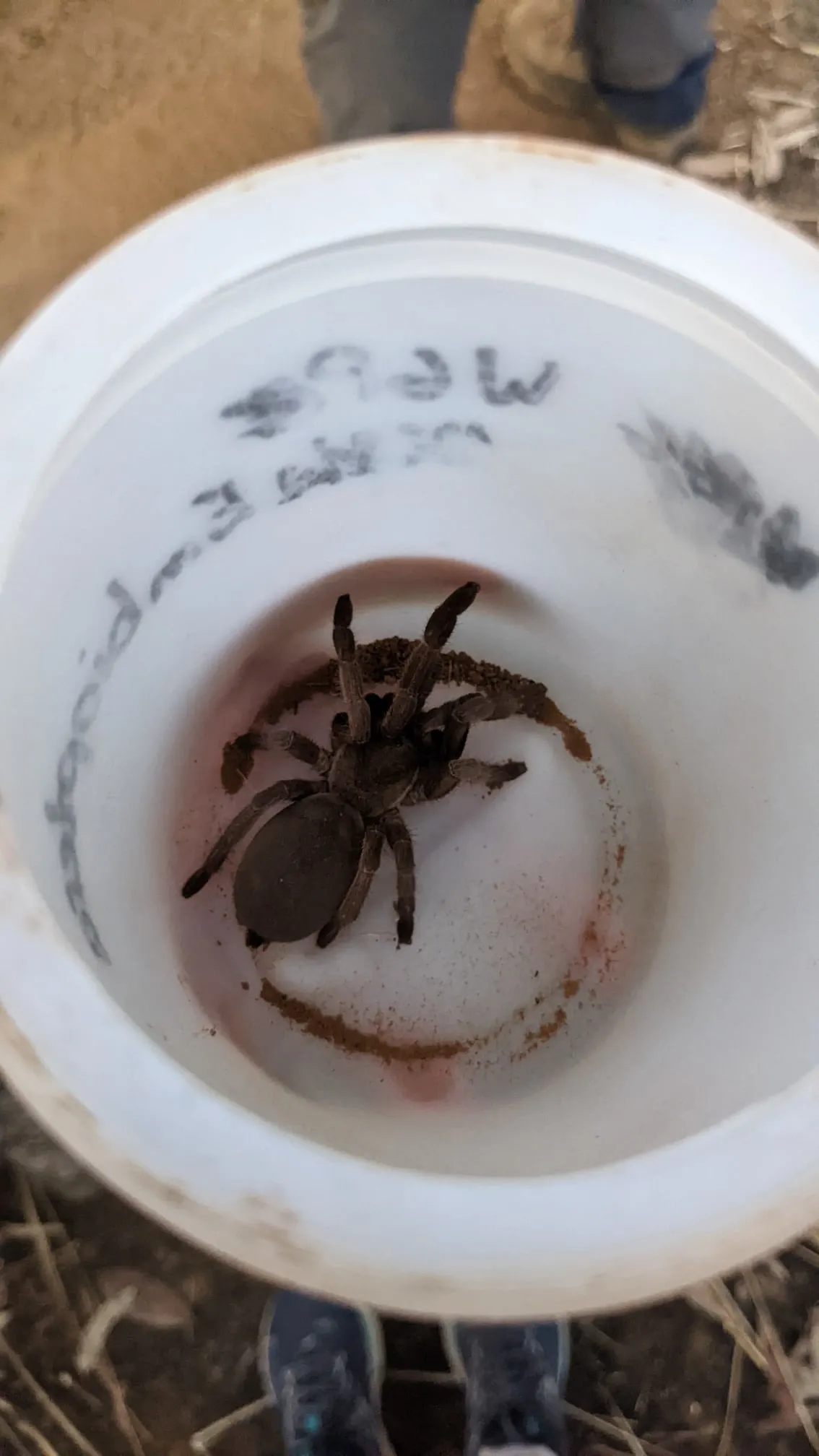 /img/14939-feeding-tarantula.webp