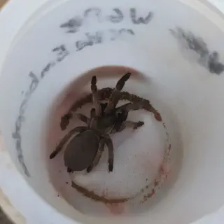 /img/14939-feeding-tarantula.webp