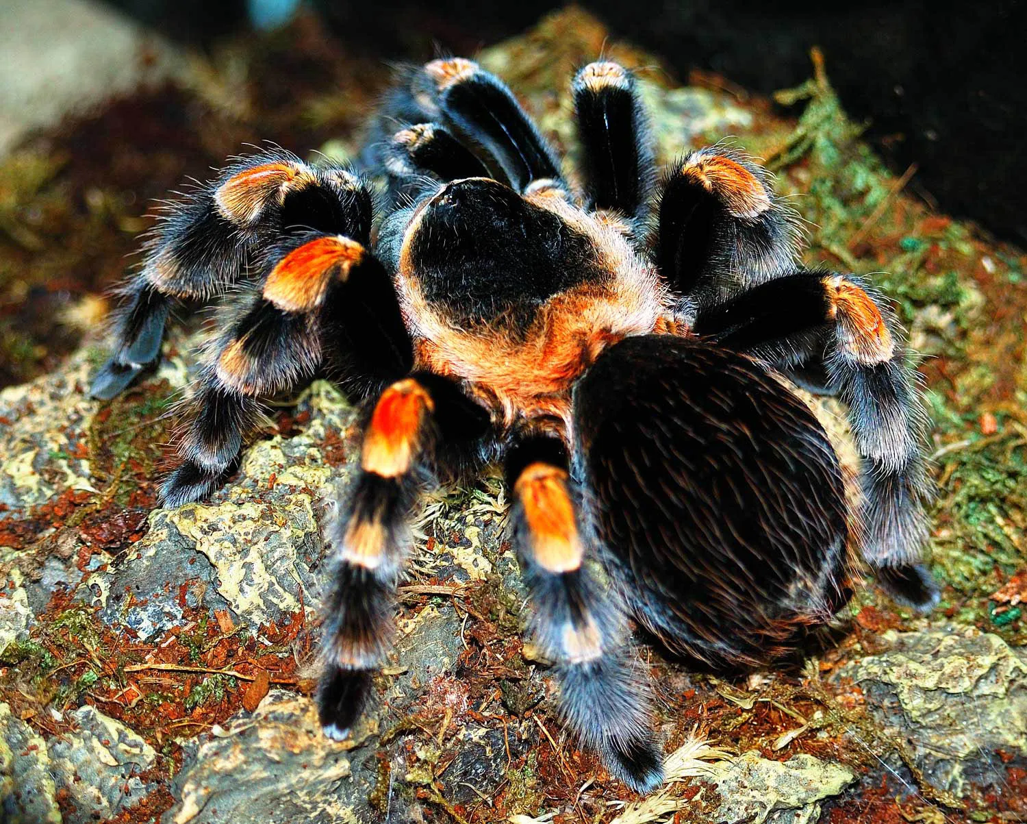 14941 mexican red knee tarantula habitat