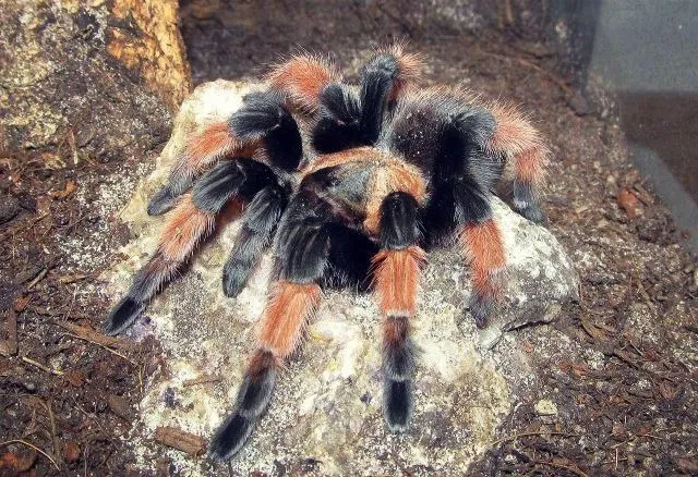 14941 tarantula feeding