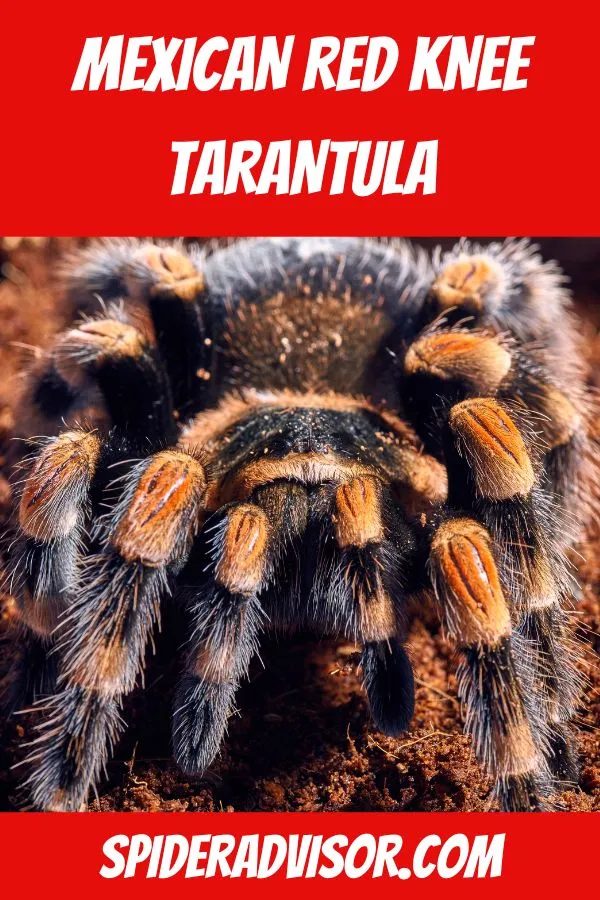 14941 tarantula handling practices