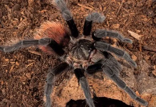 14941 tarantula humidity gauge