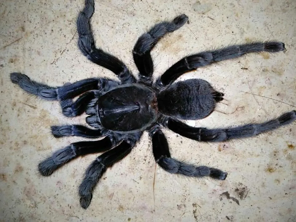 /img/14941-tarantula-specialist.webp