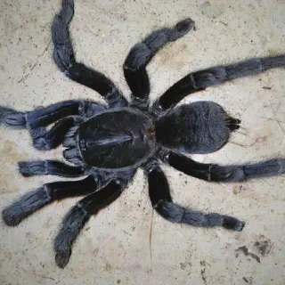 /img/14941-tarantula-specialist.webp