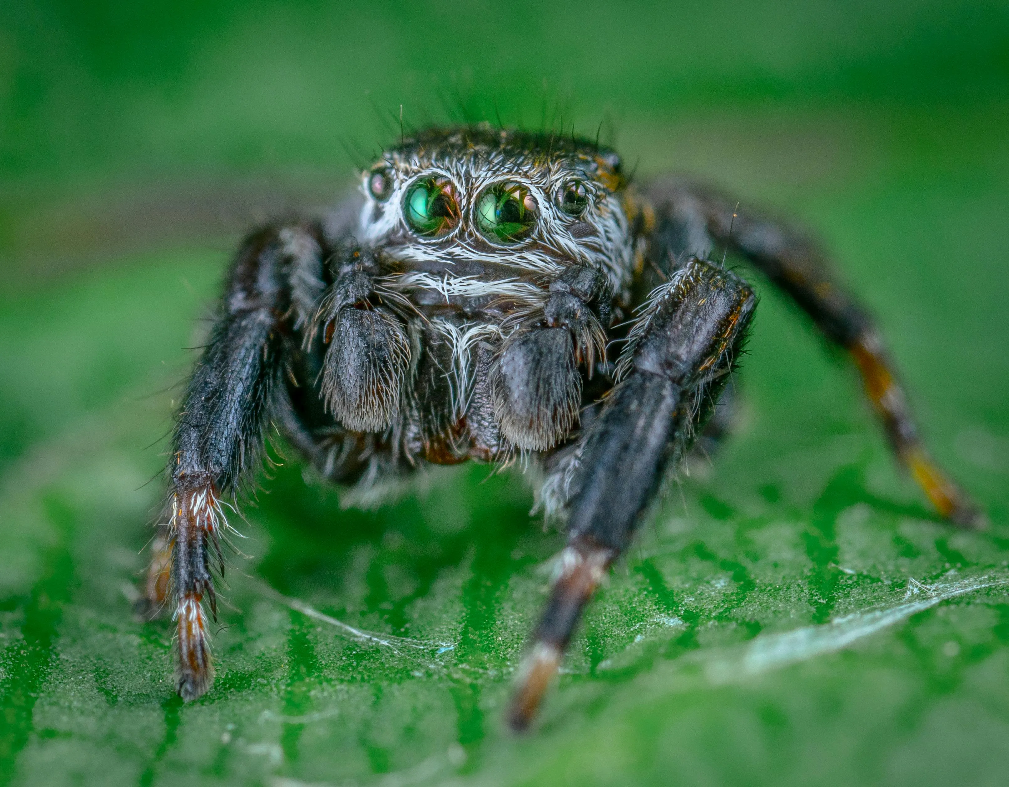 14942 artificial light photography tarantula