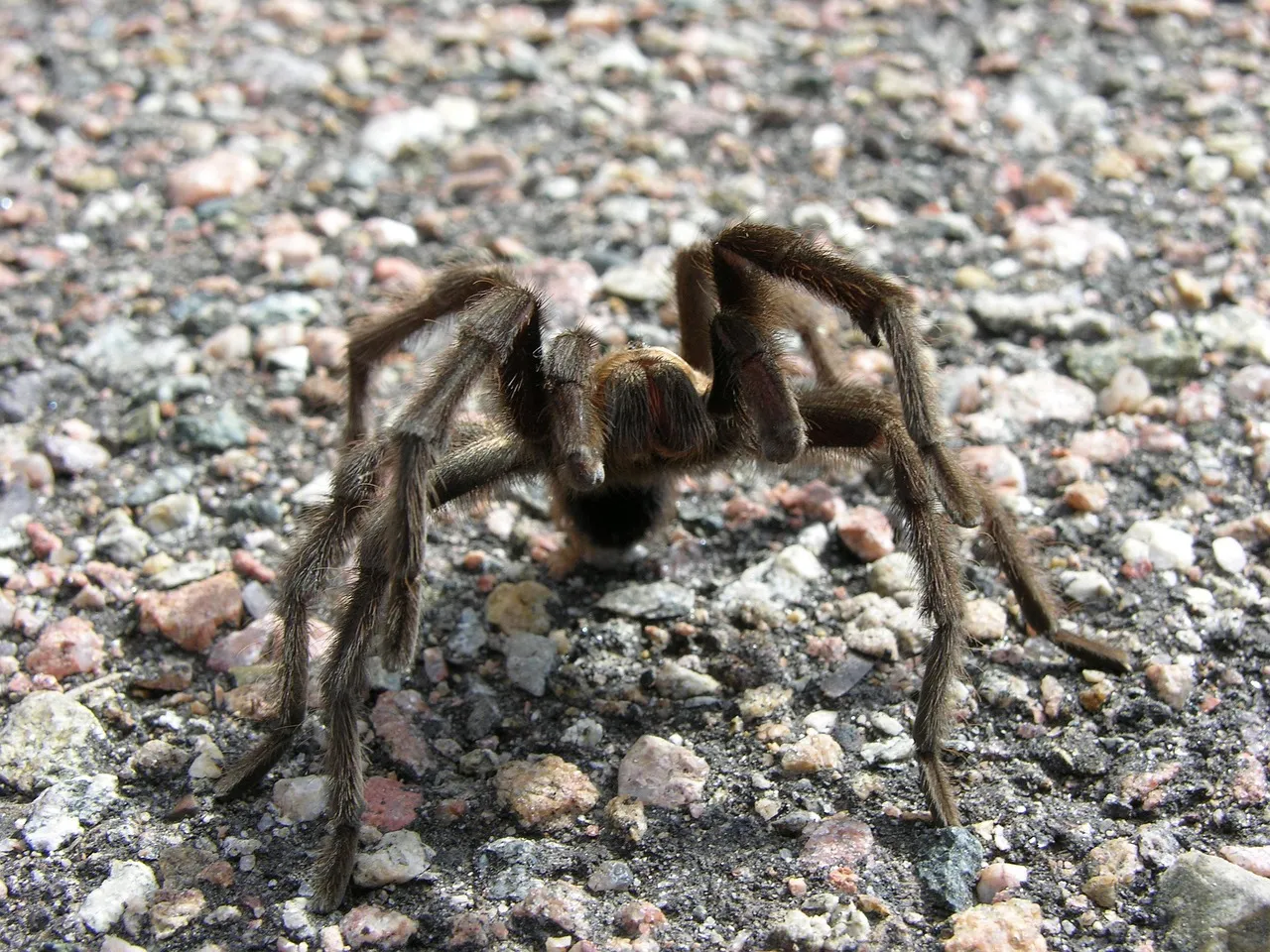 14942 bird tarantula action shot