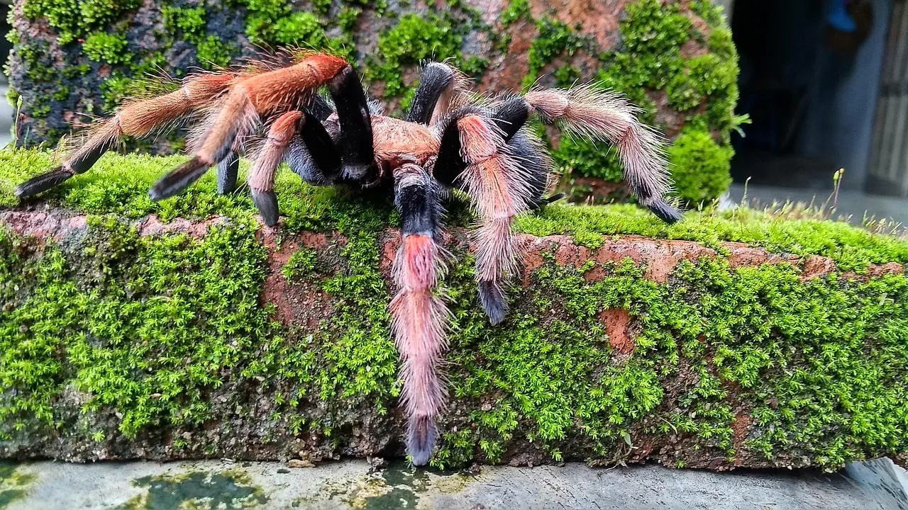 14942 camera and lens for tarantula