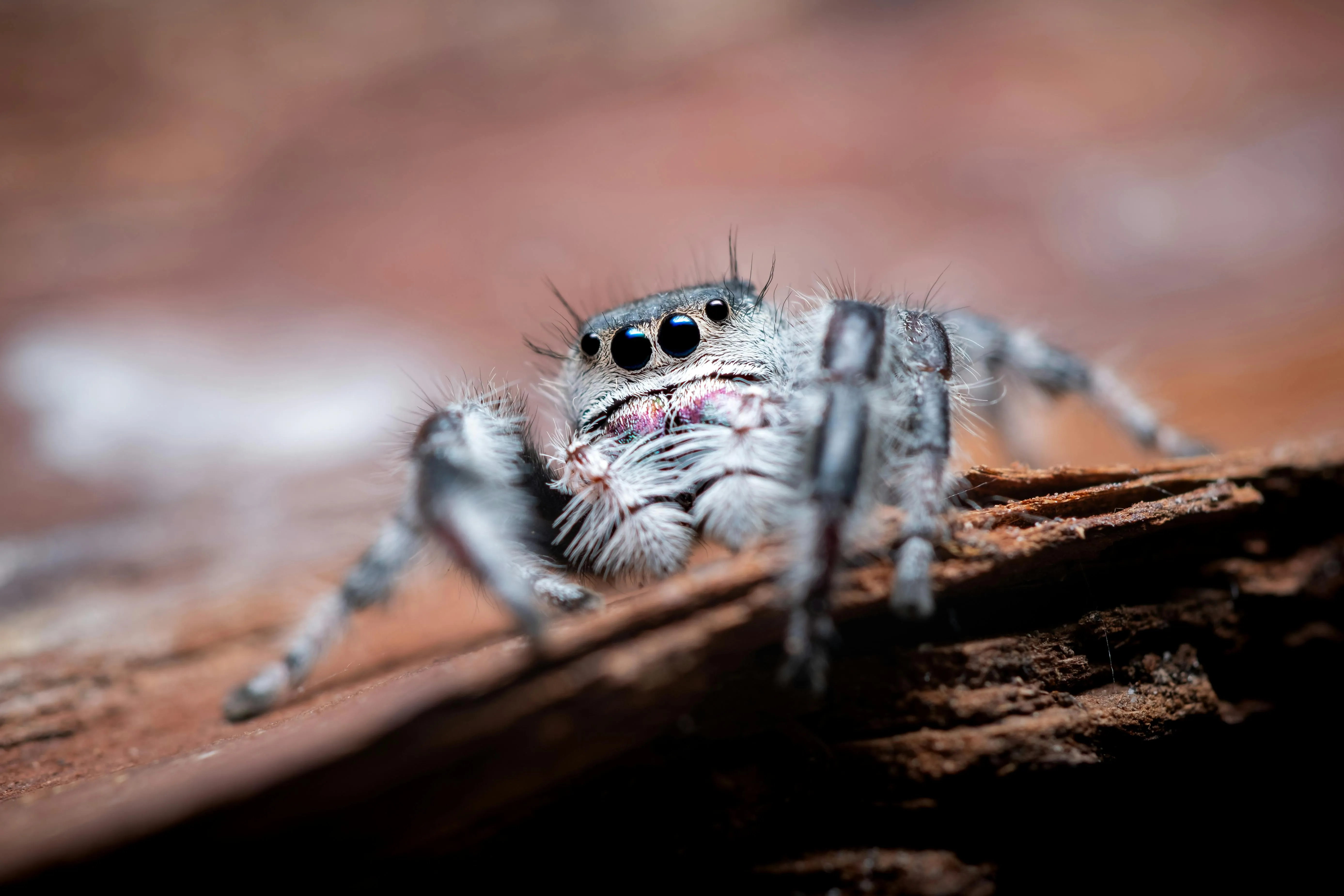 14942 natural light photography tarantula