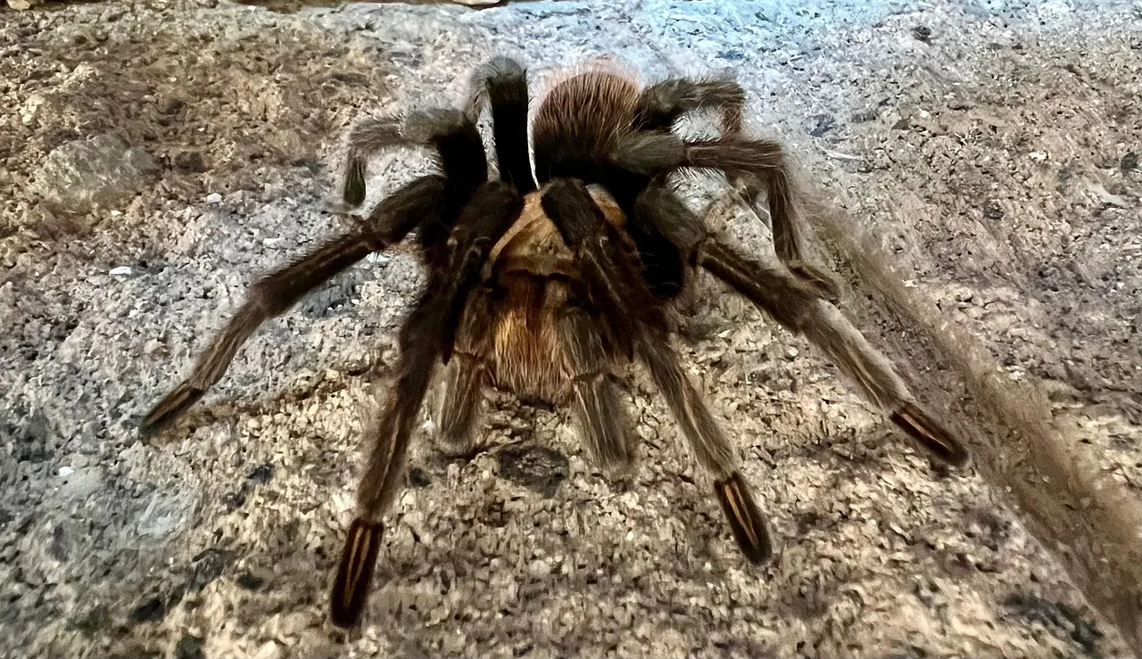 /img/14942-tarantula-feeding-picture.webp