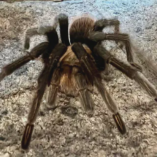 /img/14942-tarantula-feeding-picture.webp