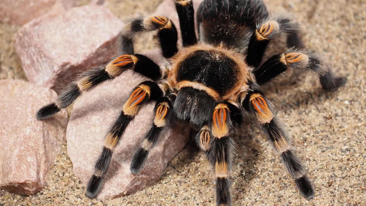 14942 tarantula molting close up
