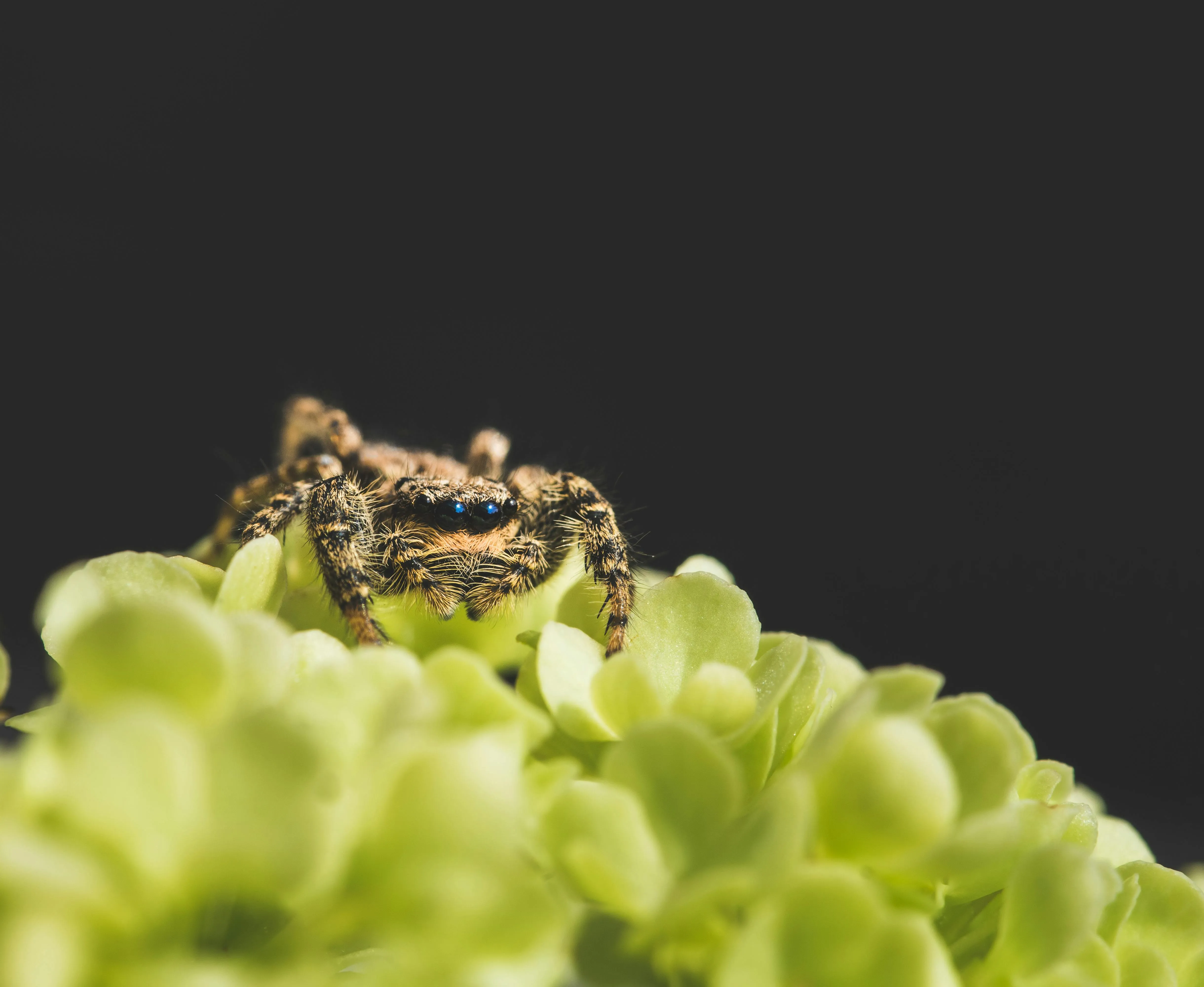 14942 tripod stabilization tarantula