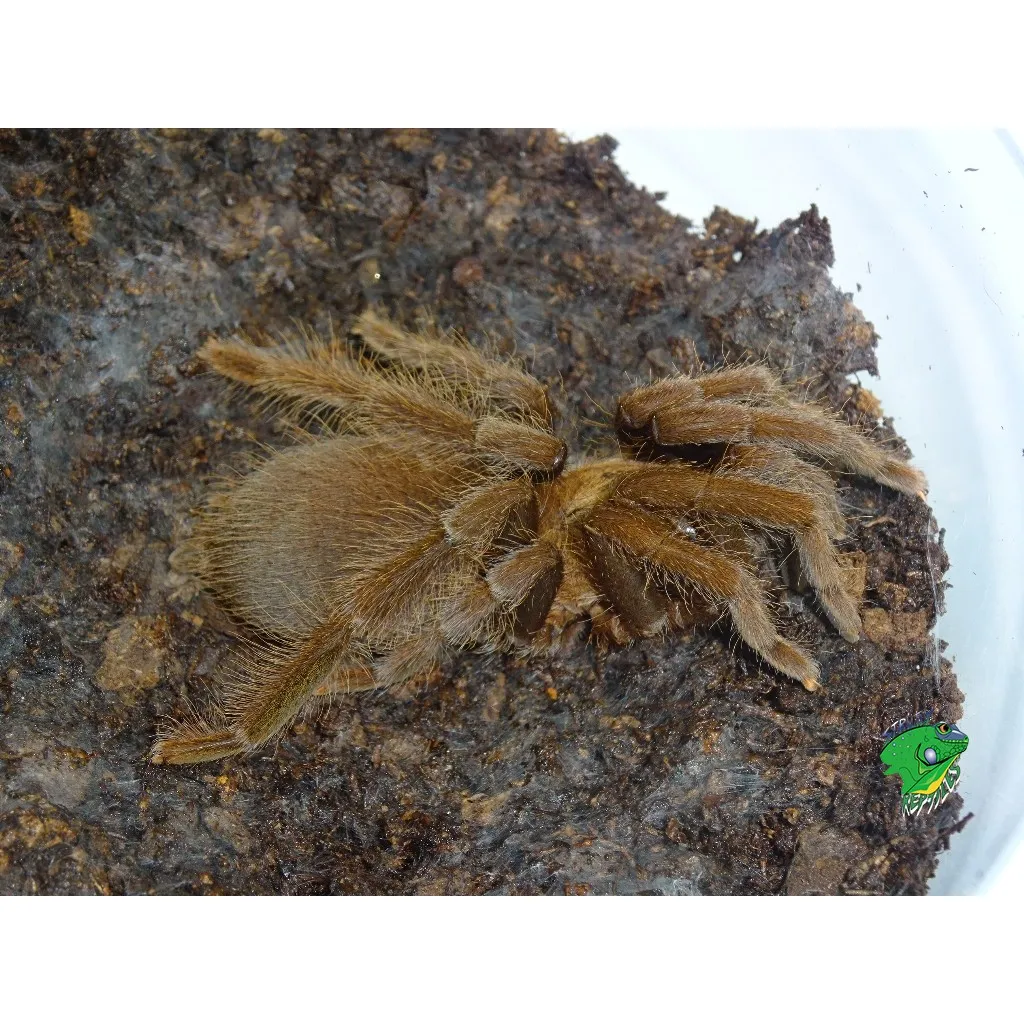 14944 philippine tarantula conservation