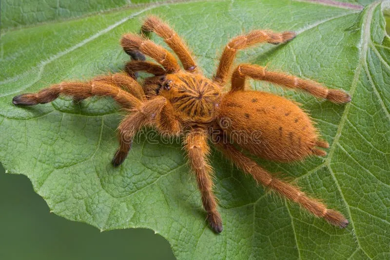 /img/14944-philippine-tarantula-handling.webp