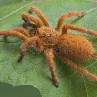 /img/14944-philippine-tarantula-handling.webp