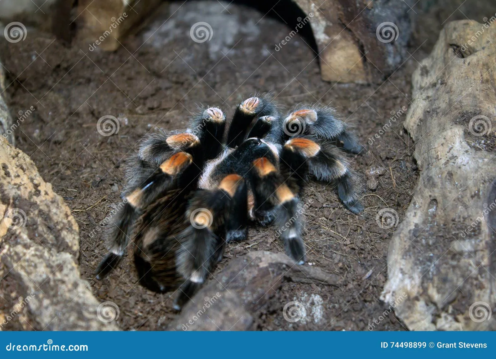 14944 philippine tarantula species diversity