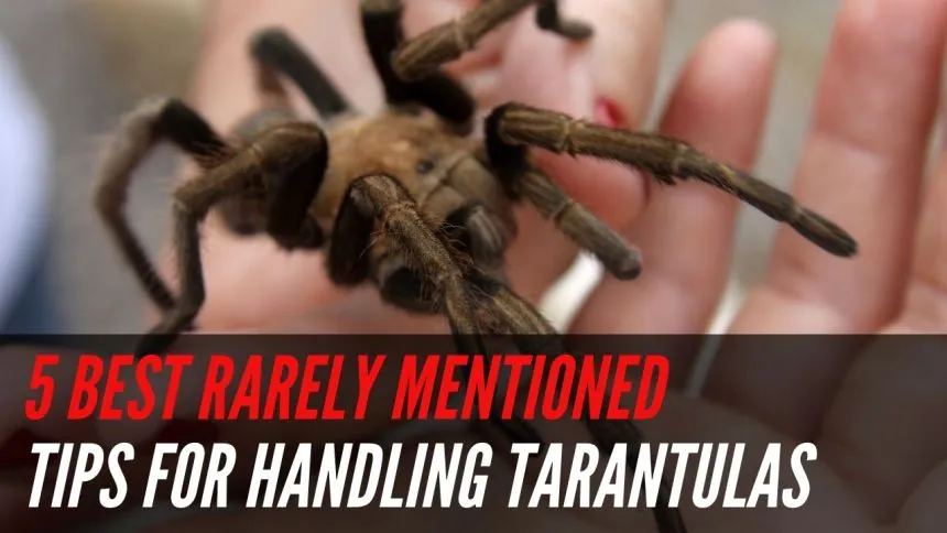 14945 tibia tarantula equipment
