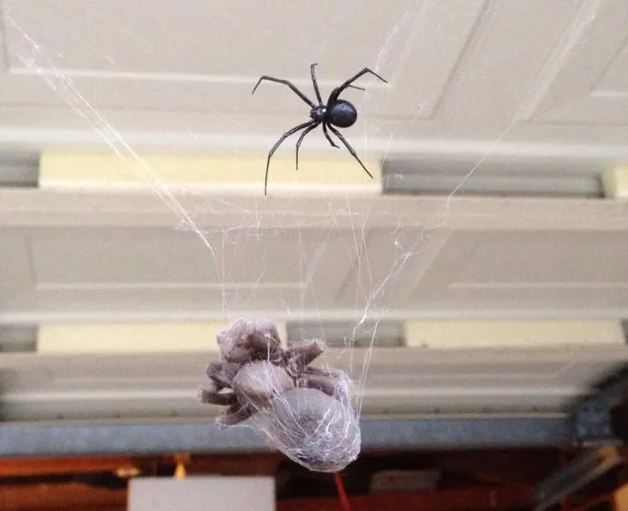 14947 black widow spider