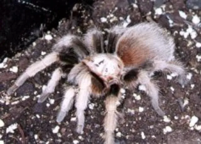 14948 choosing a desert tarantula