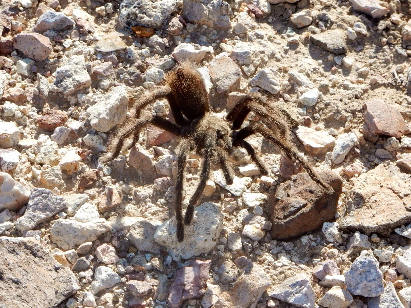 14948 desert tarantula substrate