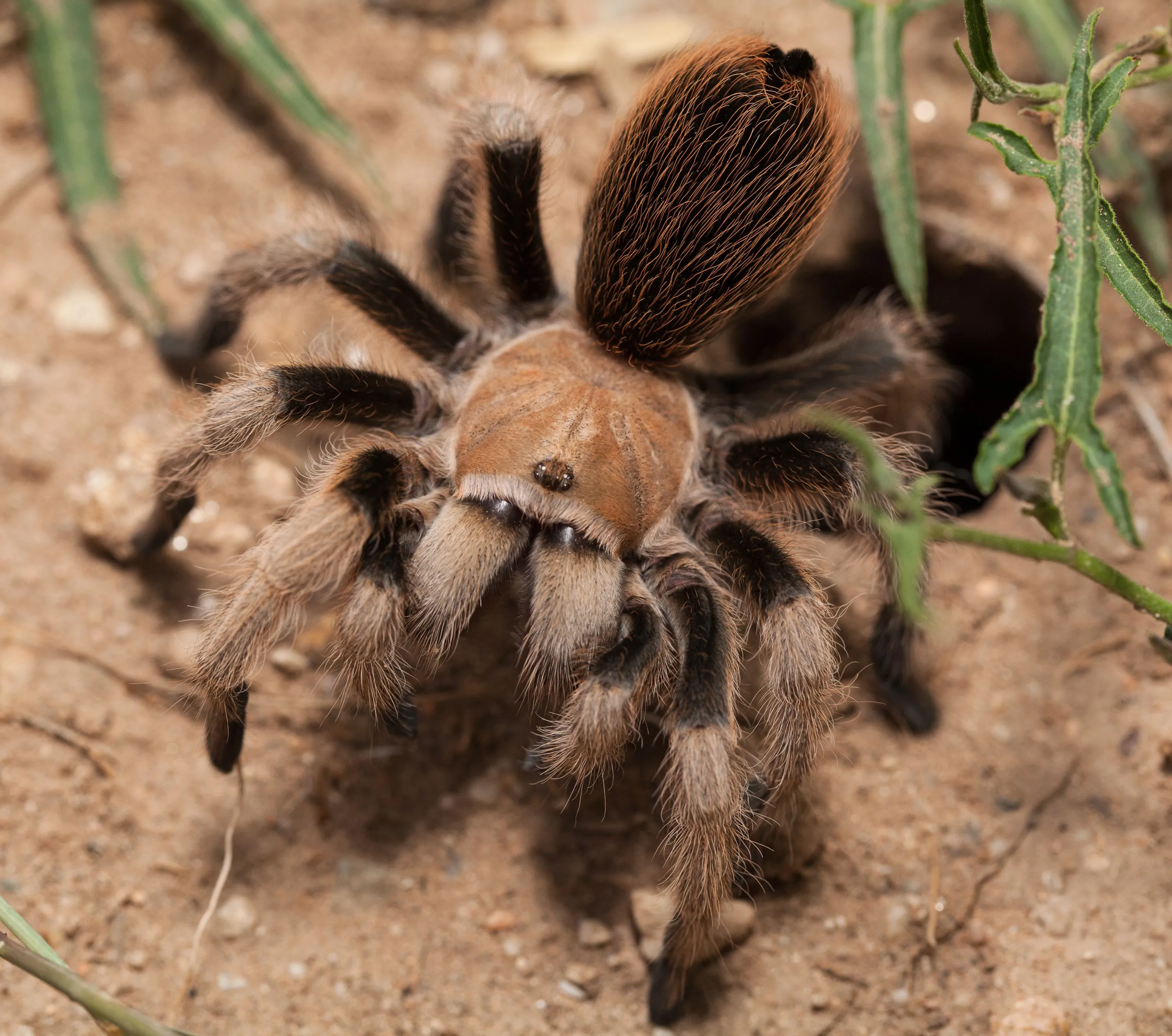 14948 desert tarantula water