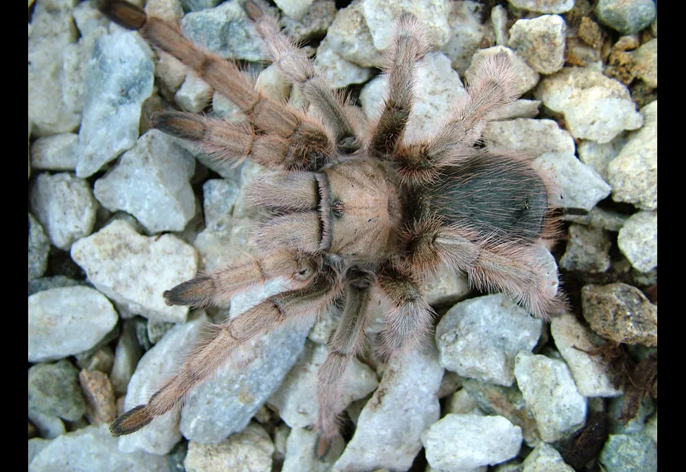 14948 feeding a desert tarantula