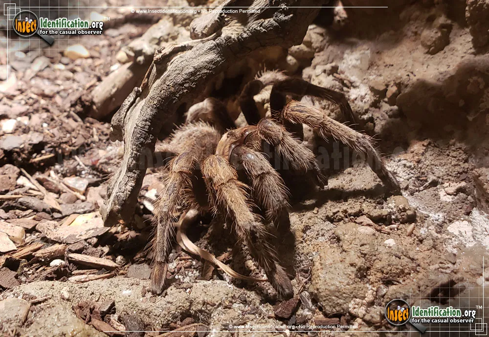 /img/14948-handling-a-desert-tarantula.webp