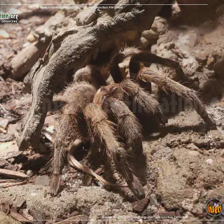 /img/14948-handling-a-desert-tarantula.webp
