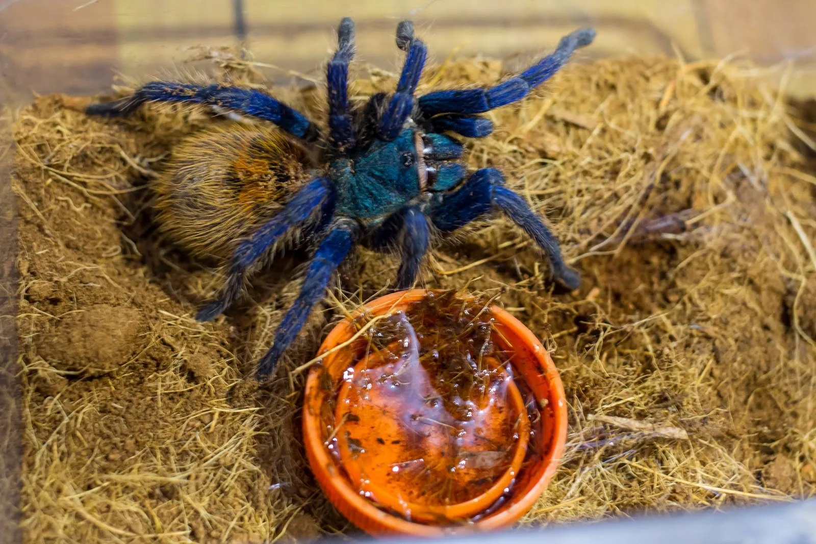 14950 greenbottle blue tarantula 1
