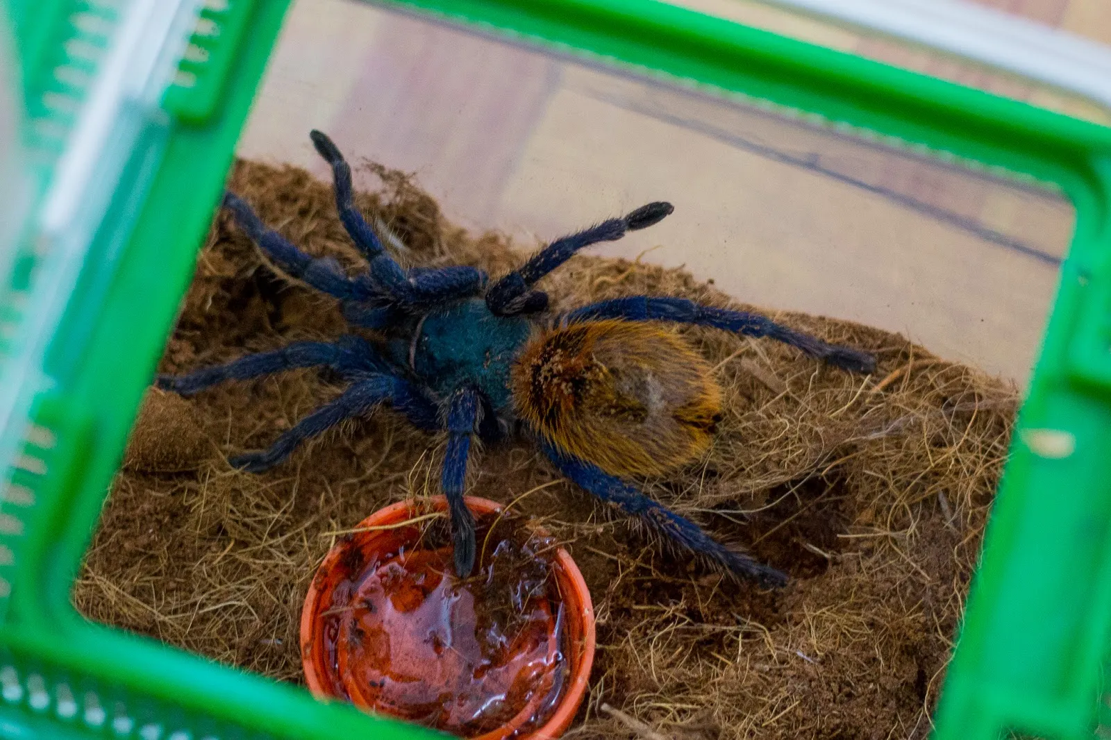 14950 greenbottle blue tarantula 2