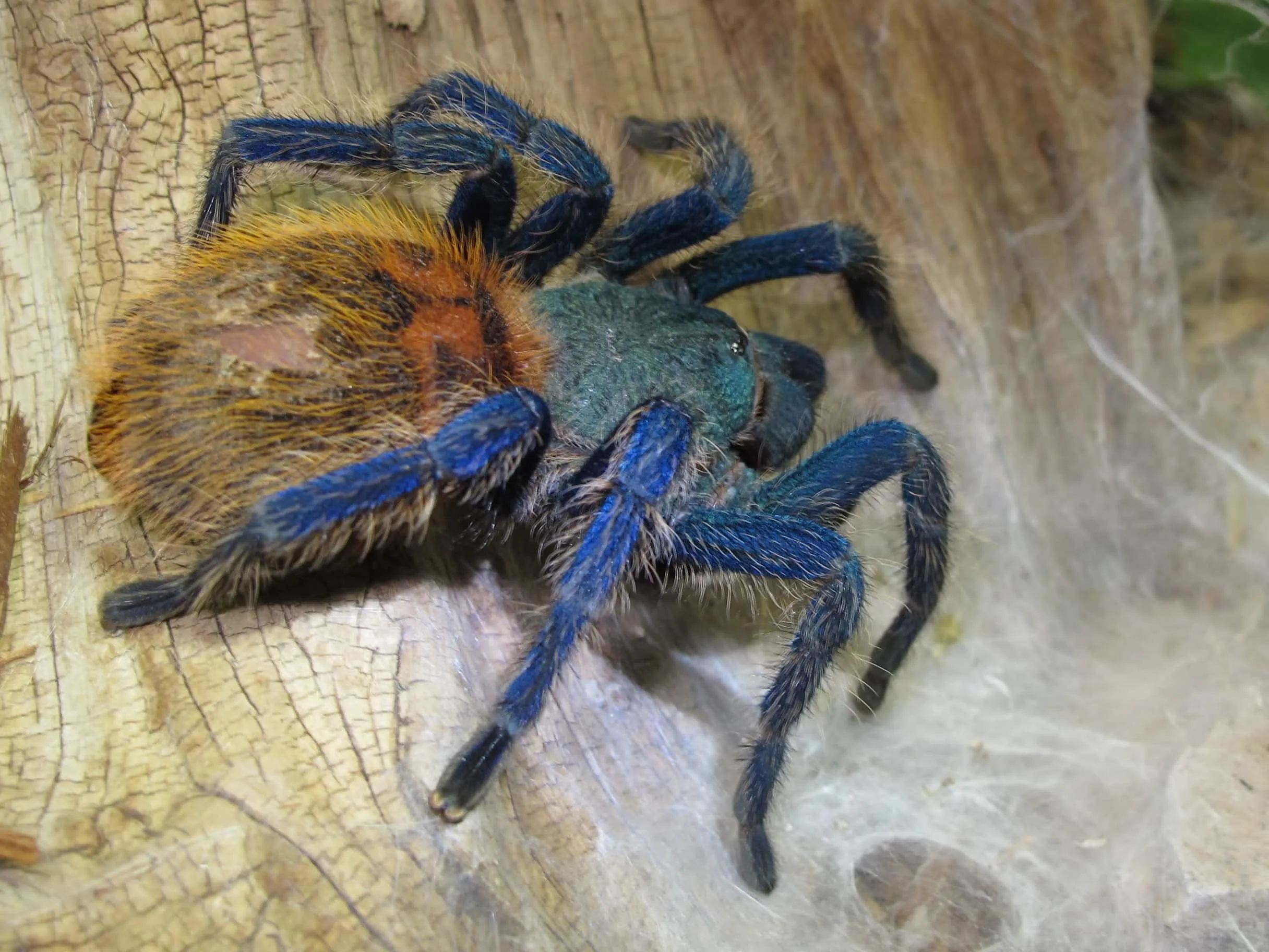 14950 greenbottle blue tarantula 3