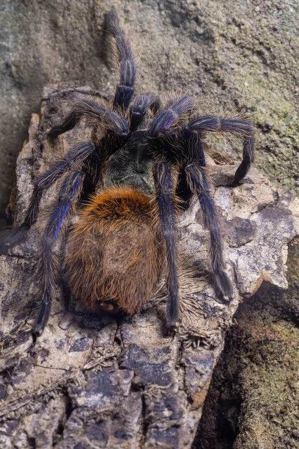 14950 greenbottle blue tarantula 4