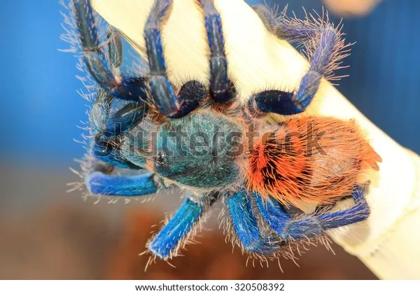 14950 greenbottle blue tarantula 5