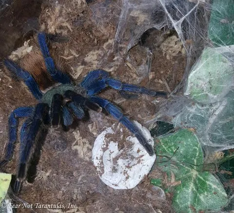14950 greenbottle blue tarantula 6