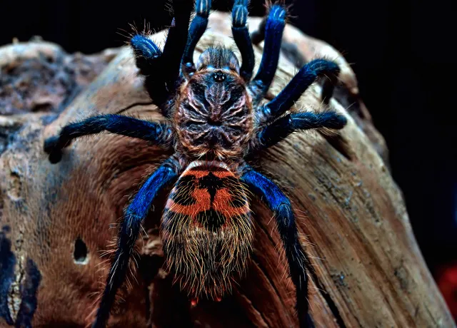 /img/14950-greenbottle-blue-tarantula-7.webp